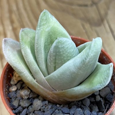 SH38000 Gasteria ‘Green Ice’