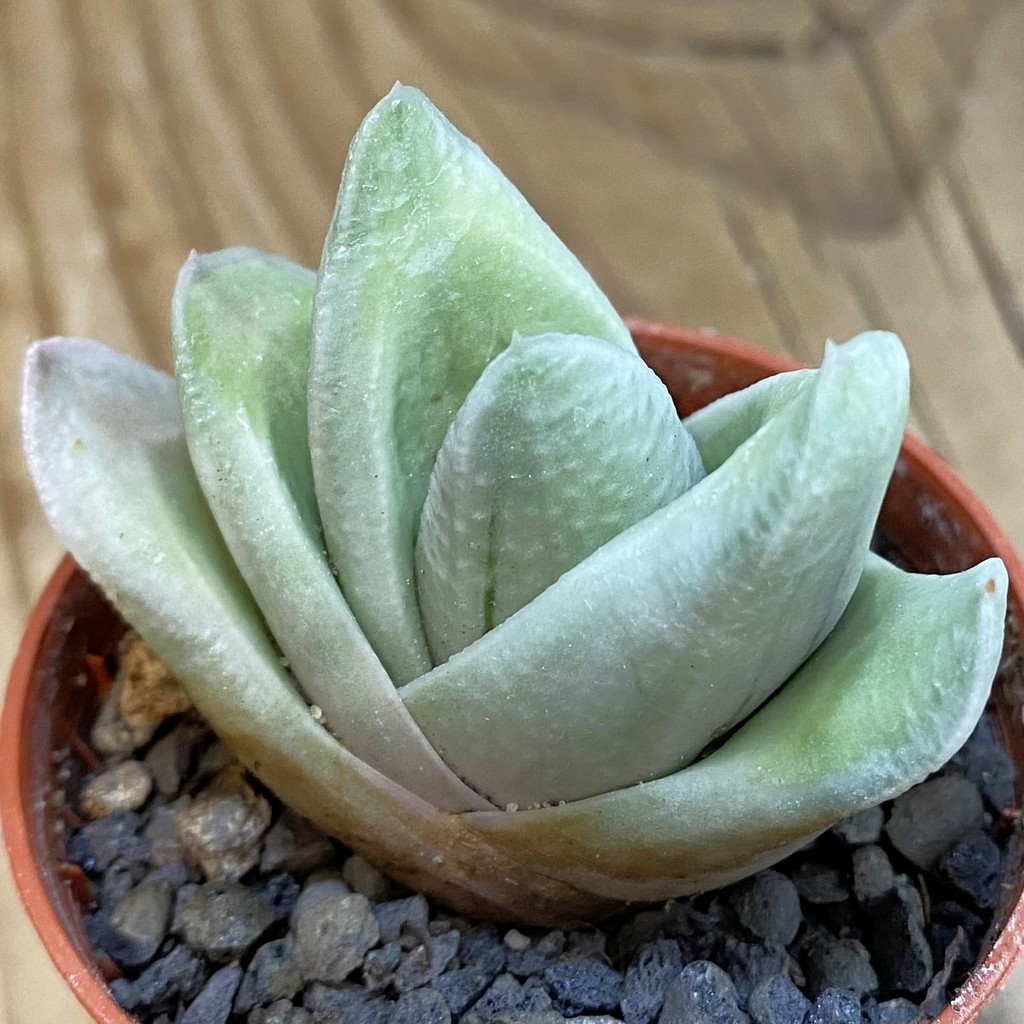 SH38000 Gasteria ‘Green Ice’