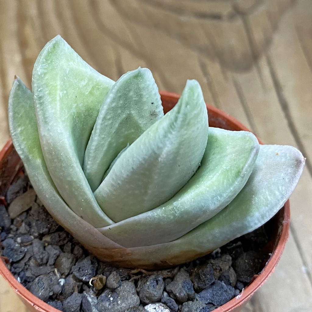 SH38000 Gasteria ‘Green Ice’ - Зображення 2