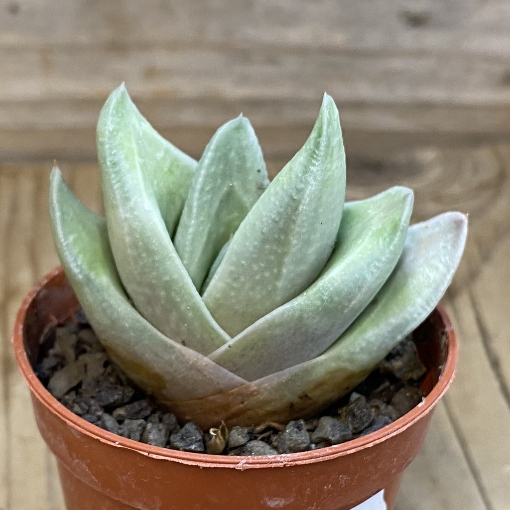 SH38000 Gasteria ‘Green Ice’ - Зображення 3