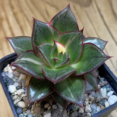 SH38001 Echeveria purpusorum ‘Monocerotis’ f. variegata