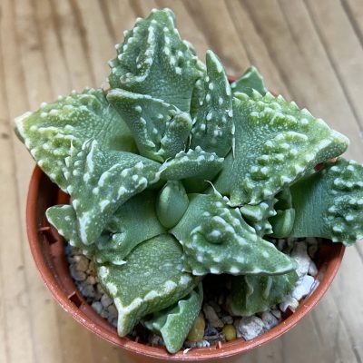 SH38002 Faucaria tuberculosa