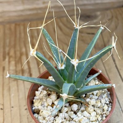 SH38003 Leuchtenbergia principis
