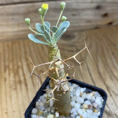 SH38004 Othonna euphorbioides