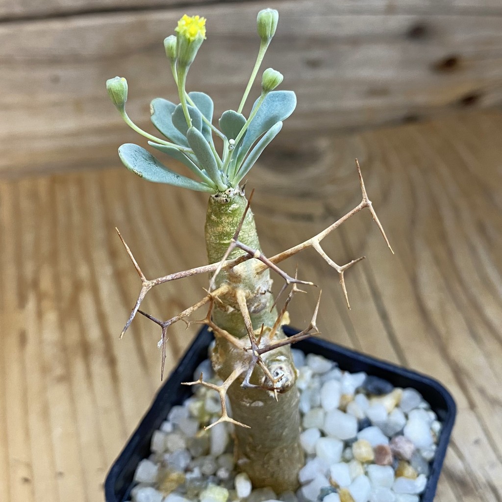 SH38004 Othonna euphorbioides