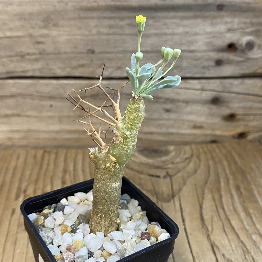 SH38004 Othonna euphorbioides - Зображення 2