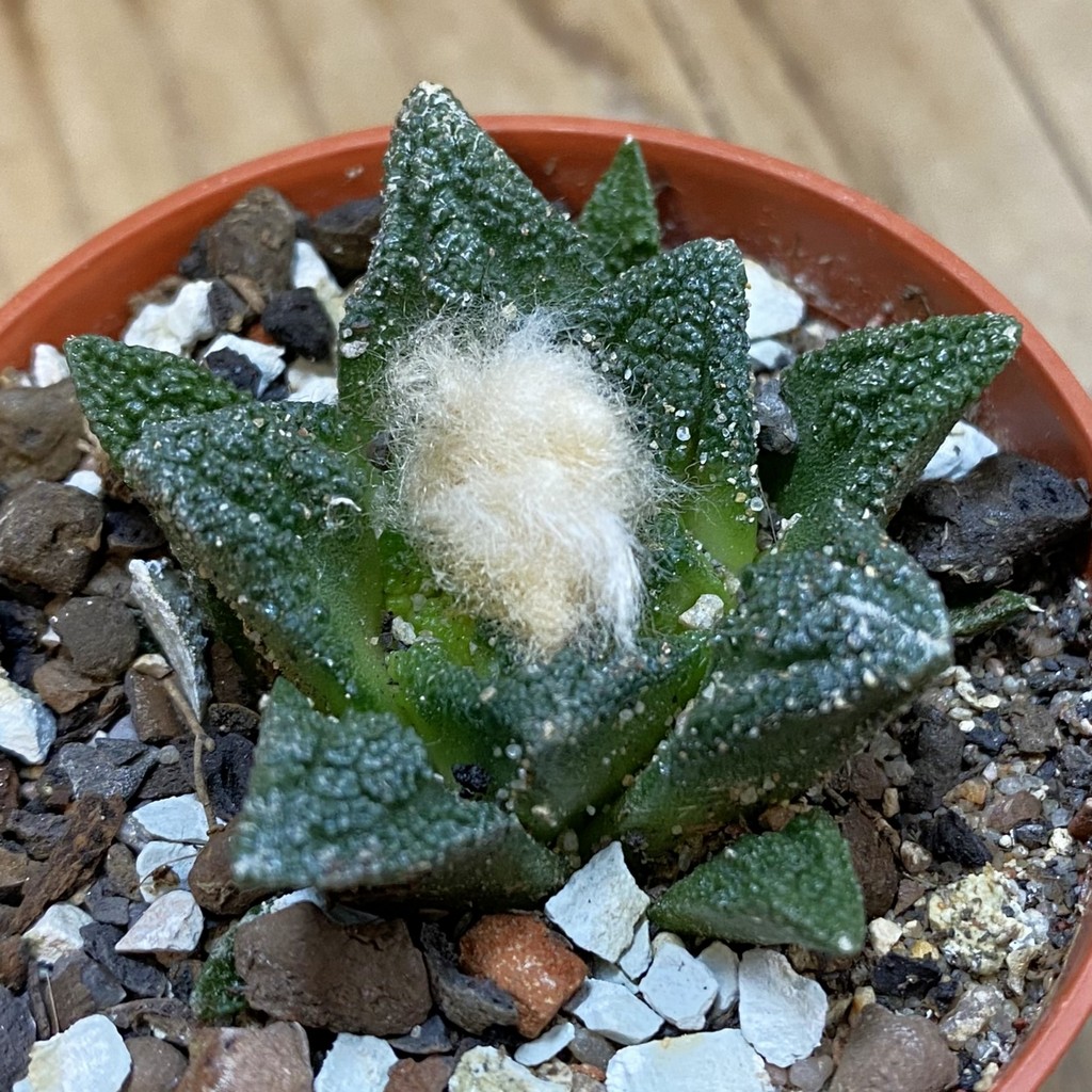 SH38005 Ariocarpus hintonii