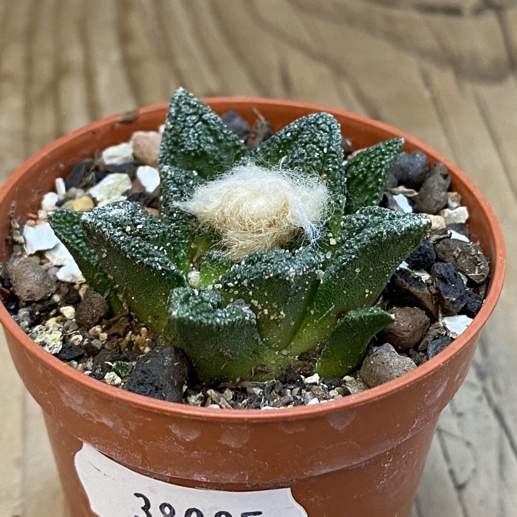 SH38005 Ariocarpus hintonii - Зображення 2