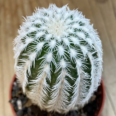 SH38006 Echinocereus reichenbachii v. albispinus (cold-resistant)