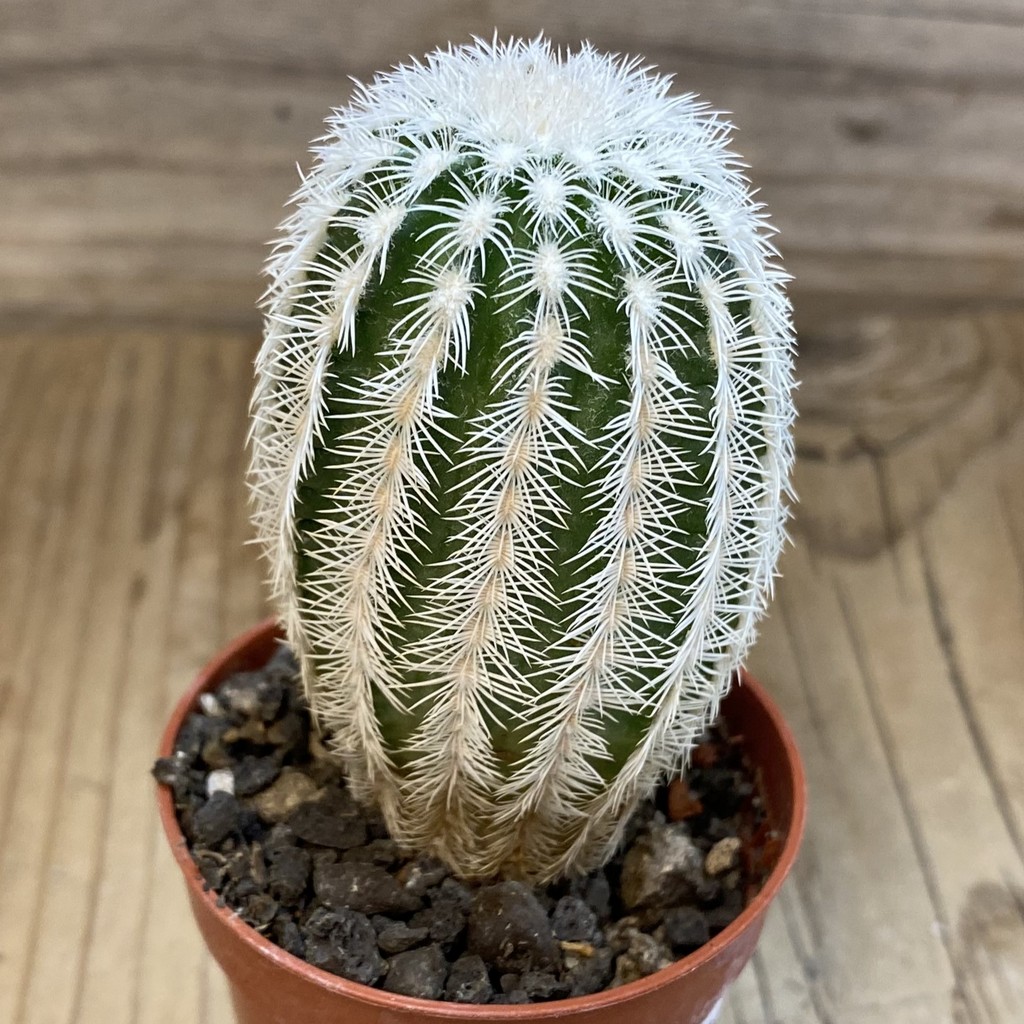 SH38006 Echinocereus reichenbachii v. albispinus (cold-resistant) - Зображення 2