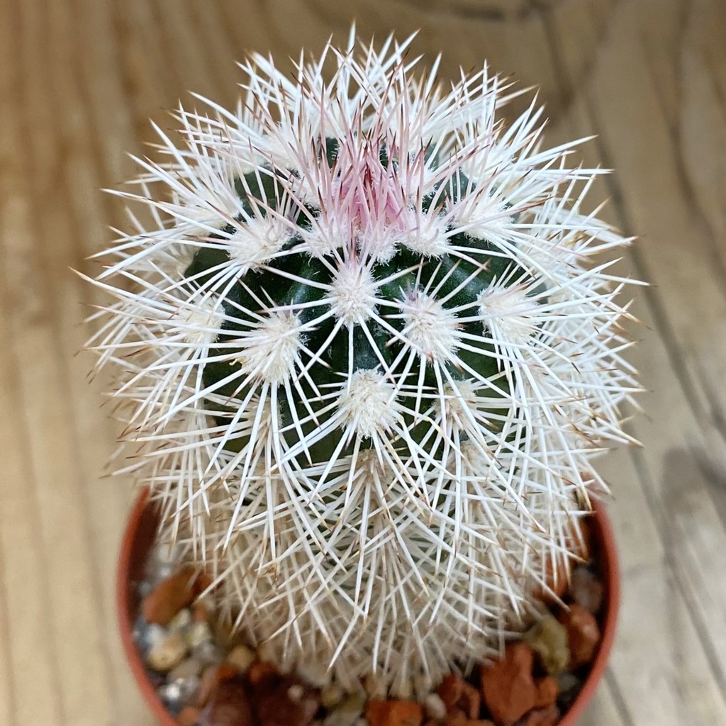 SH38007 Echinocereus dasyacanthus x lloydii (cold-resistant)
