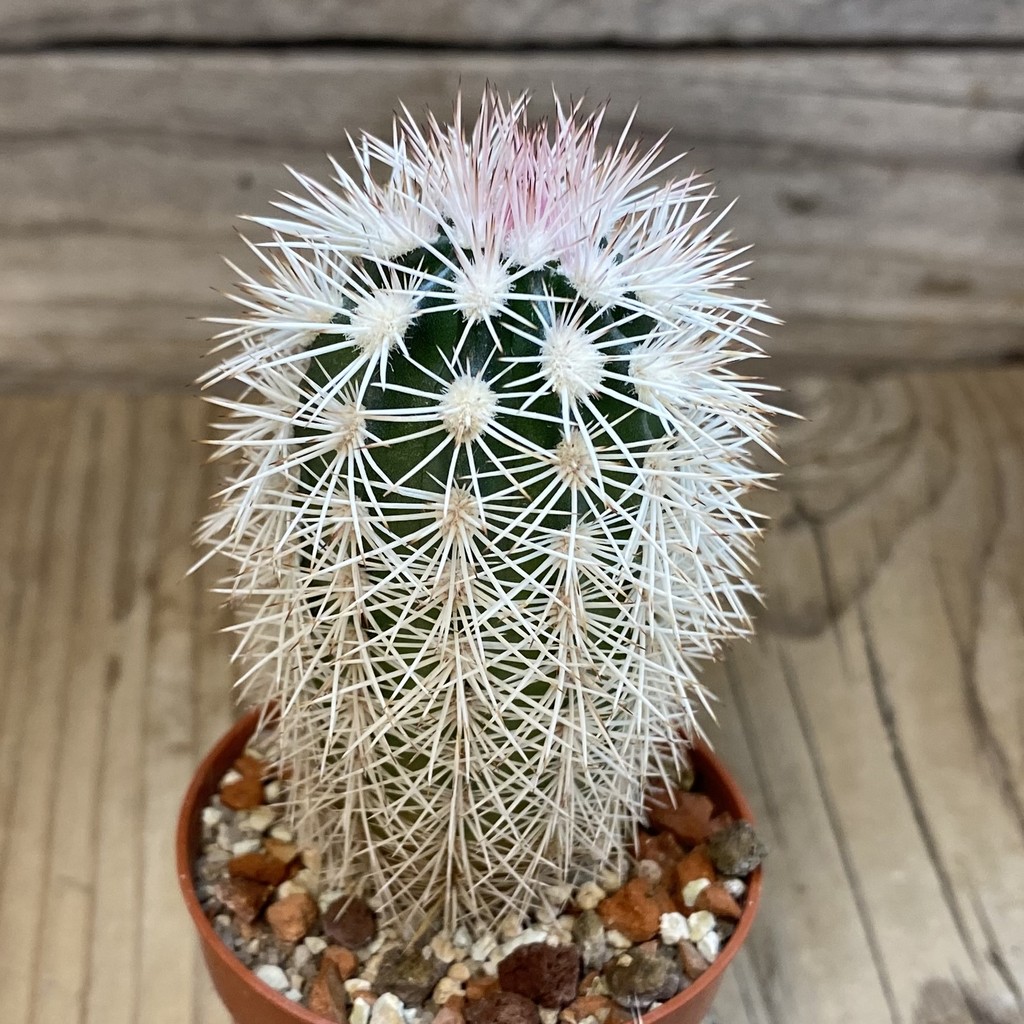 SH38007 Echinocereus dasyacanthus x lloydii (cold-resistant) - Зображення 2