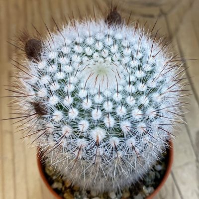 SH38008 Parodia scopa