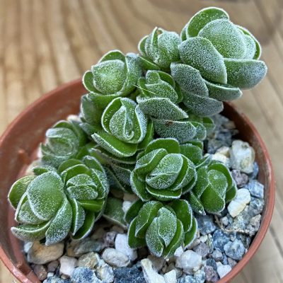 SH37985 Crassula ‘Ivory Pagoda’