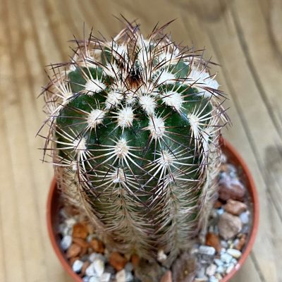 SH38011 Echinocereus purpureus (cold-resistant)