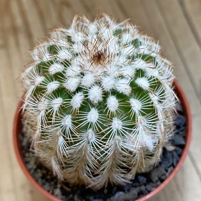 SH38012 Echinocereus reichenbachii hybrid (cold-resistant)