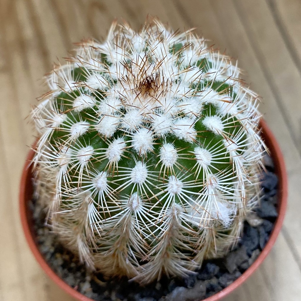 SH38012 Echinocereus reichenbachii hybrid (cold-resistant)