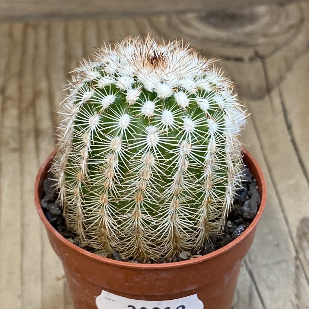 SH38012 Echinocereus reichenbachii hybrid (cold-resistant) - Зображення 2