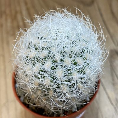 SH38013 Neoporteria nidus