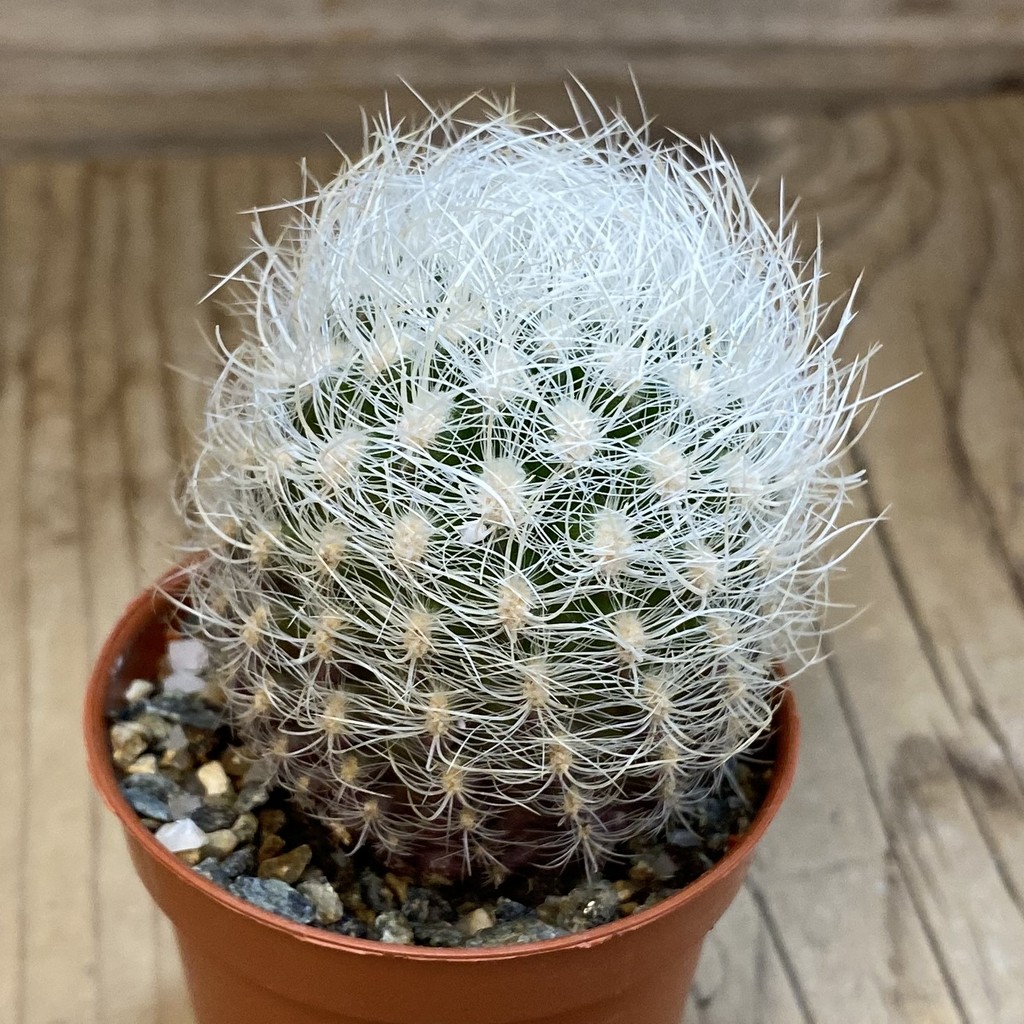 SH38013 Neoporteria nidus - Зображення 2