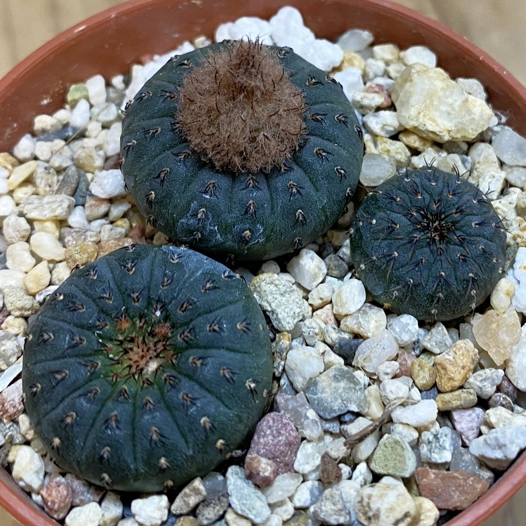SH38014 Frailea castanea, 3 plants, seedling