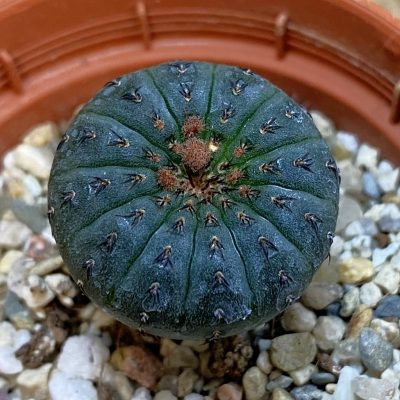 SH38015 Frailea castanea