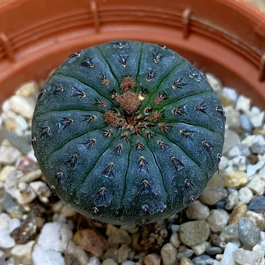 SH38015 Frailea castanea
