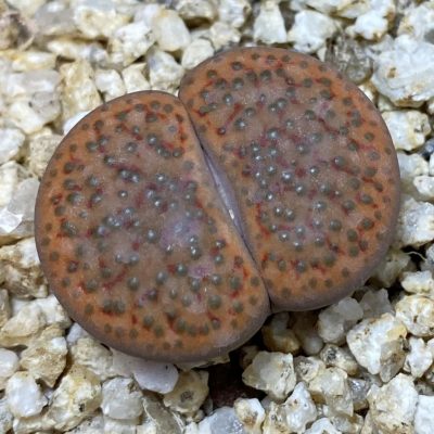 SH38114 Lithops fulviceps L 45-66