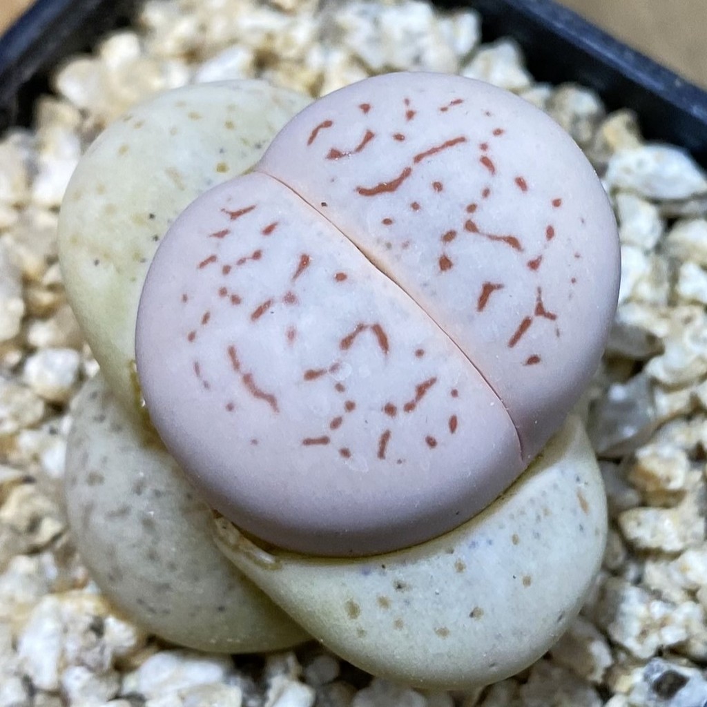 SH38115 Dinteranthus vanzylii