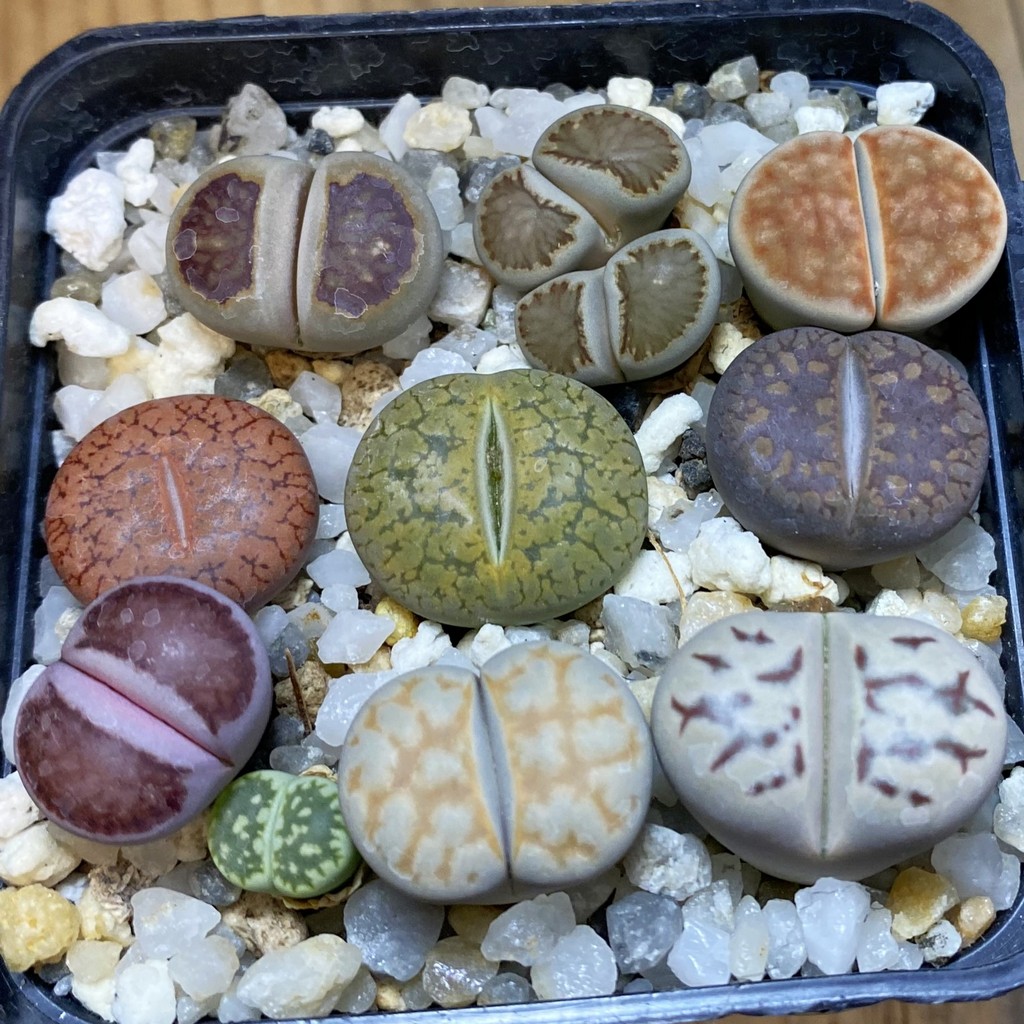 SH38116 Lithops mix