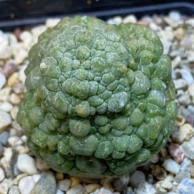 SH38117 Pseudolithos migiurtinus