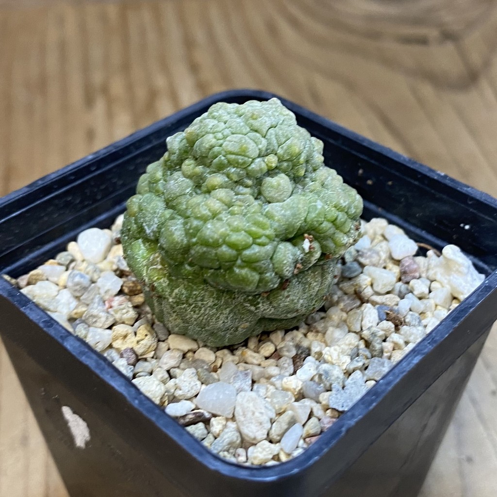 SH38117 Pseudolithos migiurtinus - Зображення 2