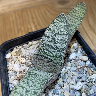 SH38118 Gasteria armstrongii x verrucosa