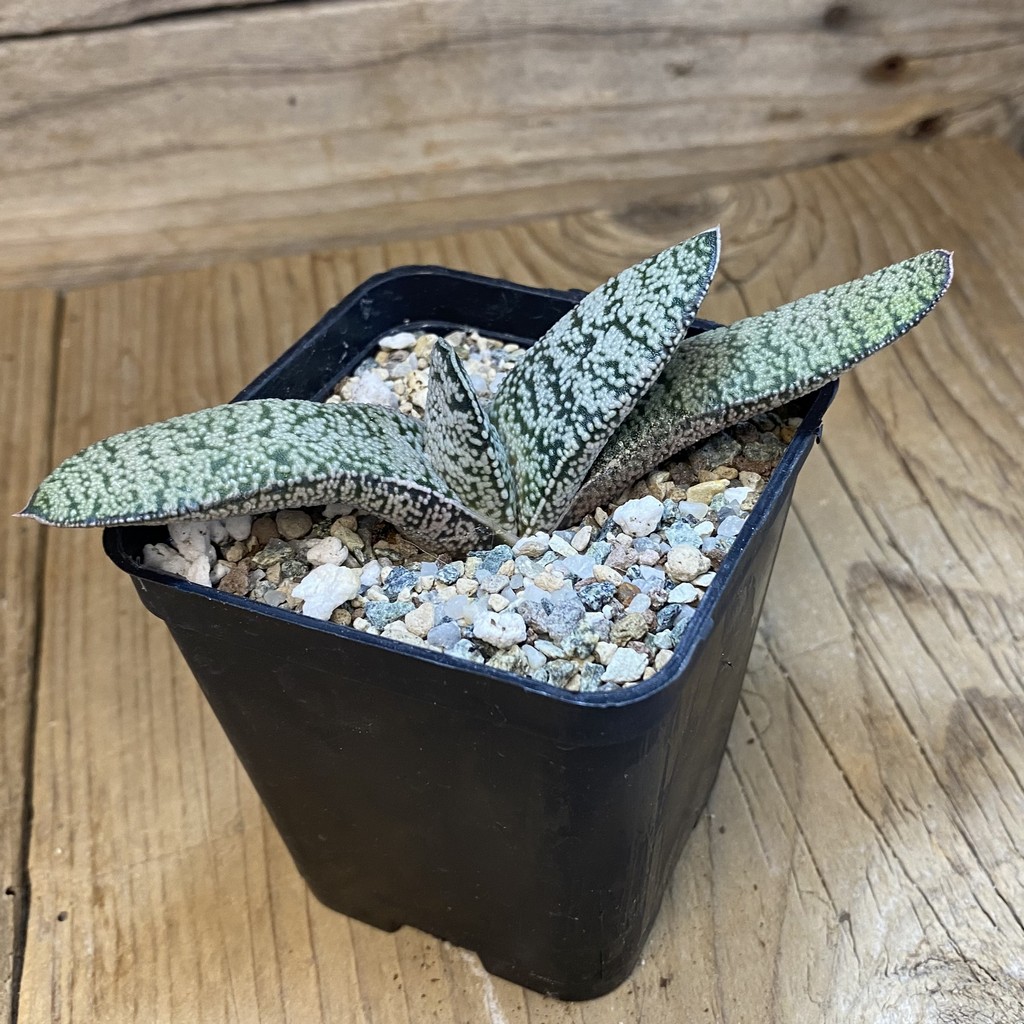 SH38118 Gasteria armstrongii x verrucosa - Зображення 2