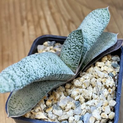 SH38119 Gasteria glauca x verrucosa