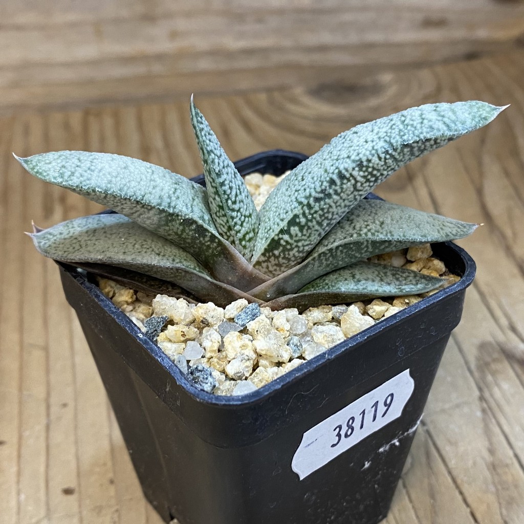 SH38119 Gasteria glauca x verrucosa - Зображення 2