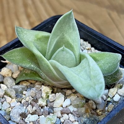 SH38120 Gasteria ‘Green Ice’