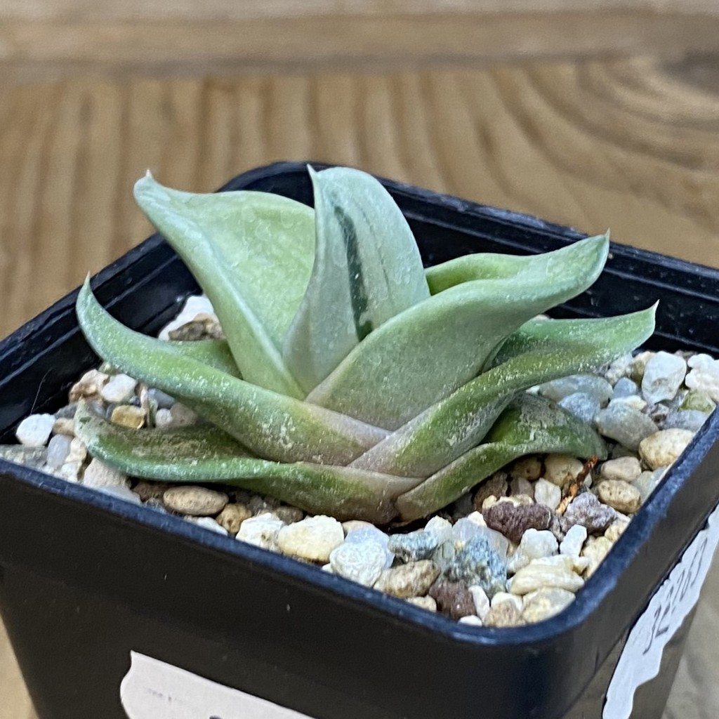 SH38120 Gasteria ‘Green Ice’ - Зображення 2