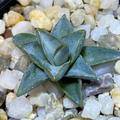 SH38121 Agave filifera x victoriae-reginae compact