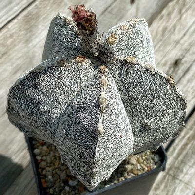 SH38081 Astrophytum myriostigma 'Onzuka' 'Fukuryu', 15 years old