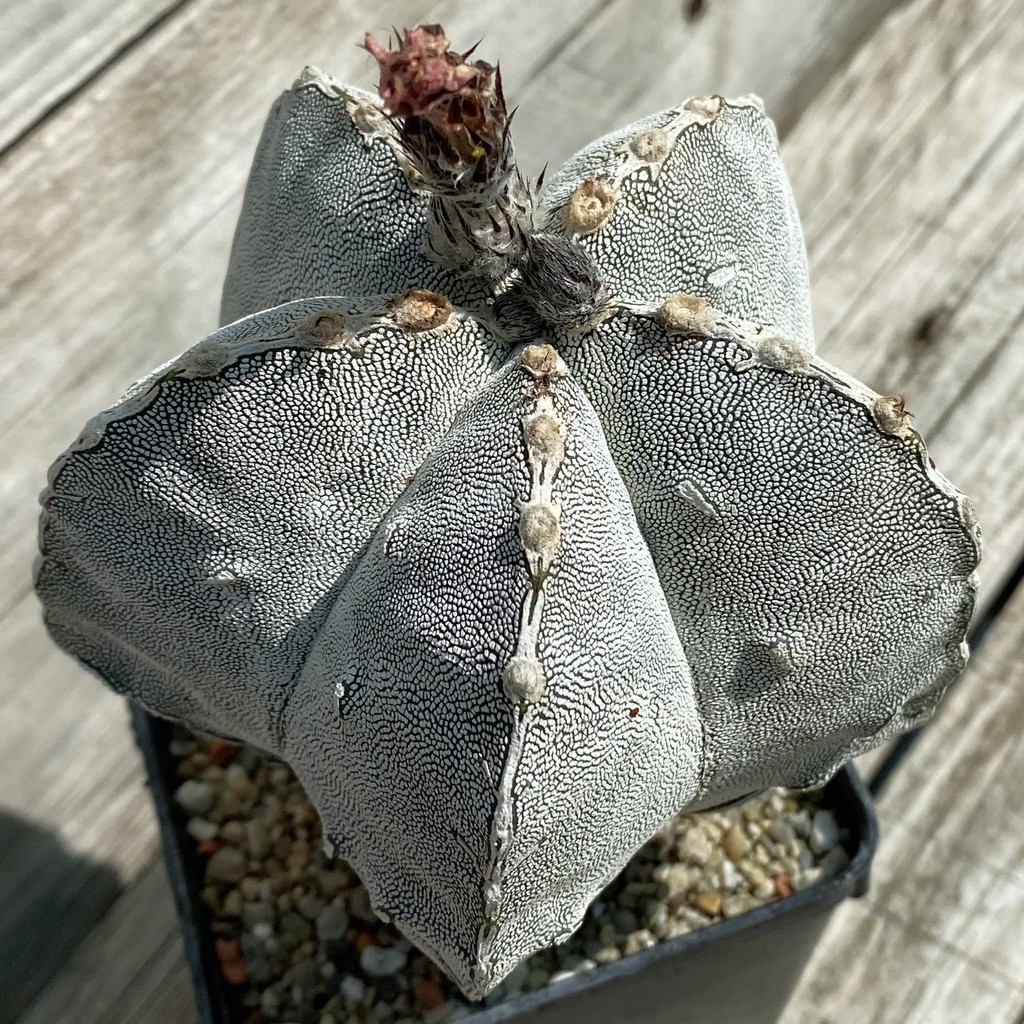 SH38081 Astrophytum myriostigma 'Onzuka' 'Fukuryu', 15 years old