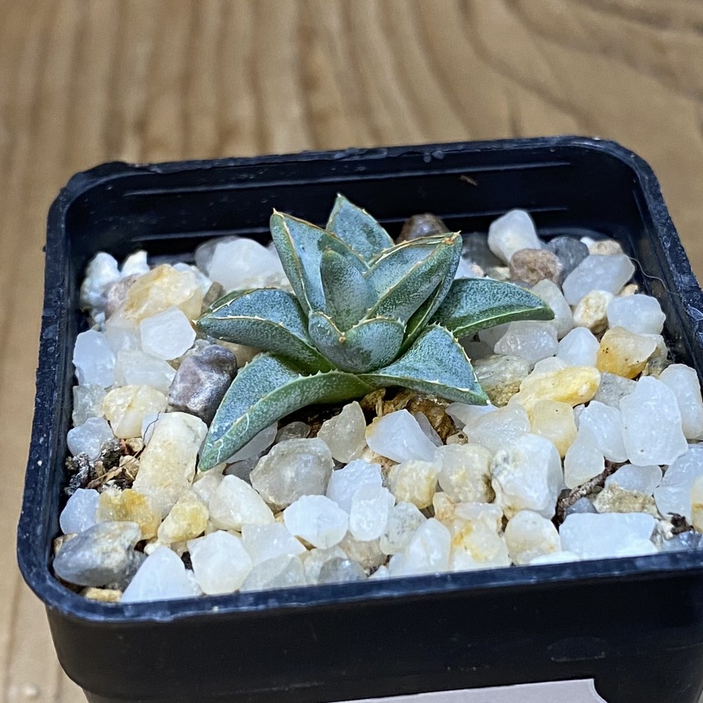 SH38121 Agave filifera x victoriae-reginae compact - Зображення 2