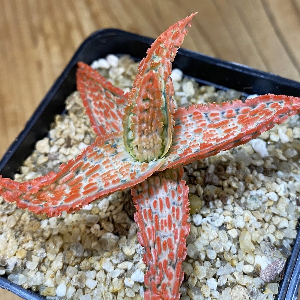 SH38122 Aloe TCT hybrid