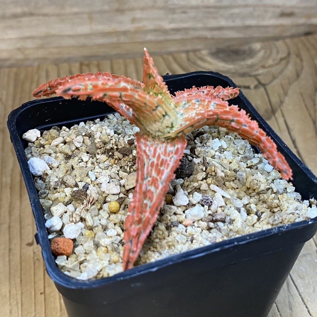 SH38122 Aloe TCT hybrid - Зображення 2