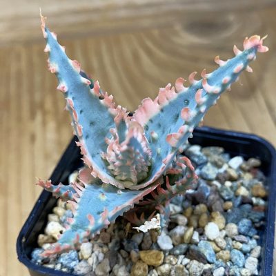 SH38123 Aloe TCT hybrid