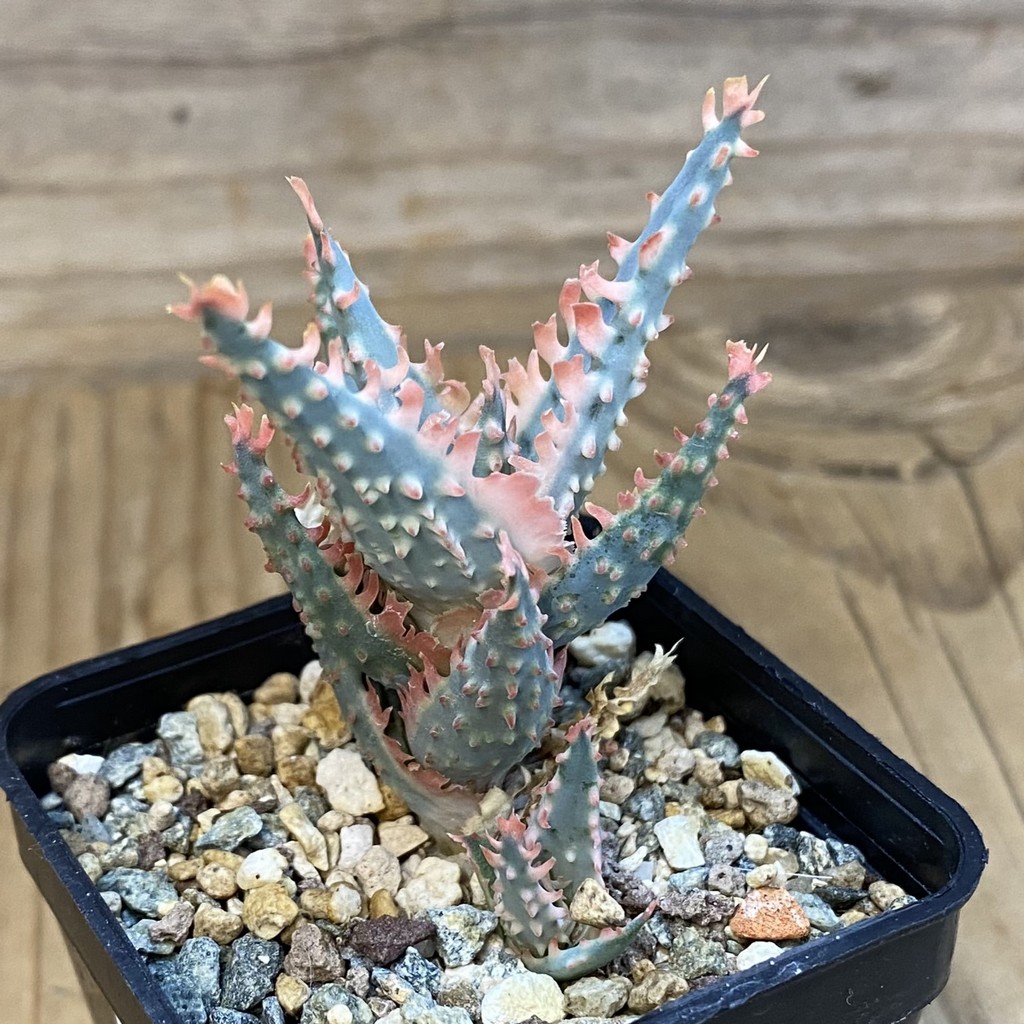 SH38123 Aloe TCT hybrid - Зображення 2