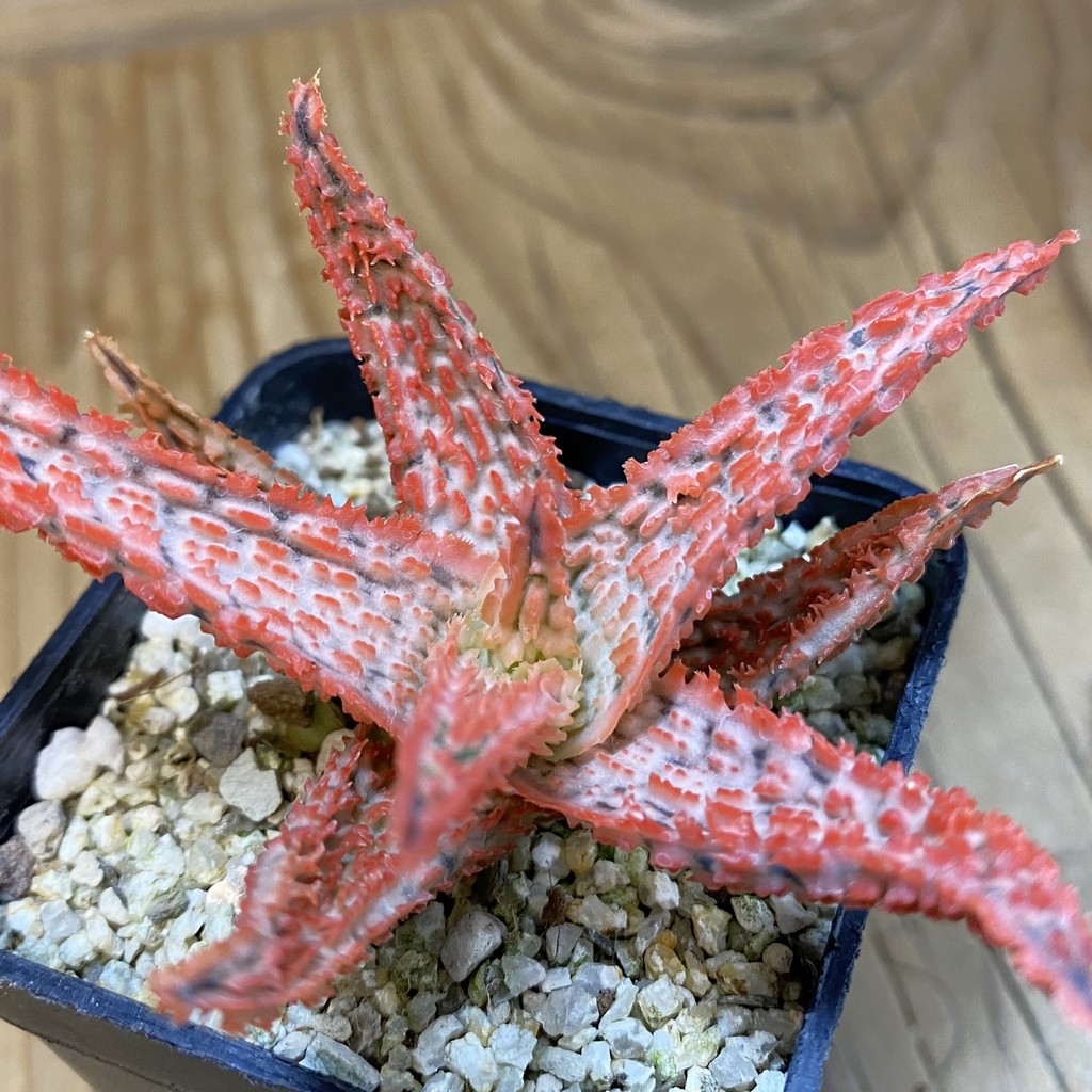 SH38124 Aloe TCT hybrid