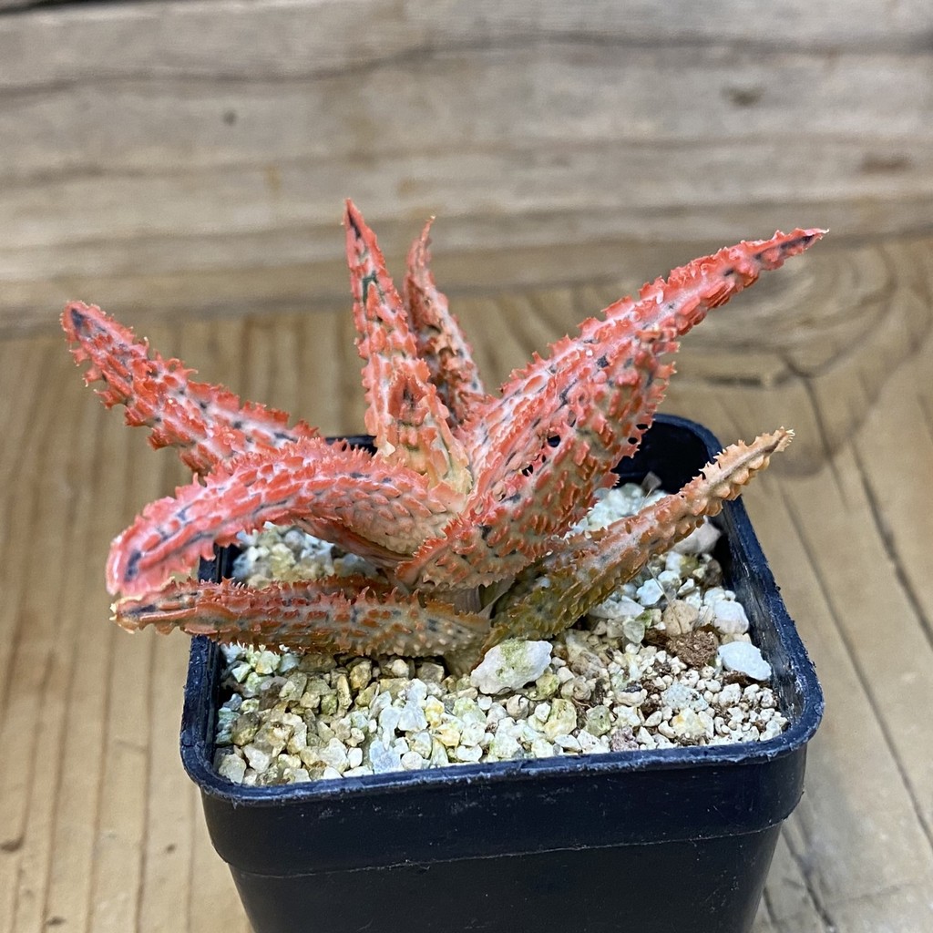 SH38124 Aloe TCT hybrid - Зображення 2