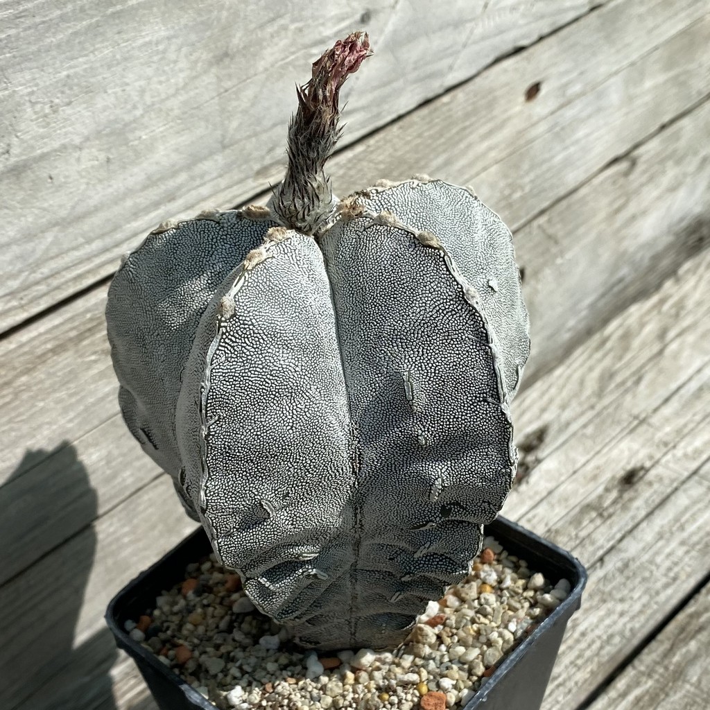SH38081 Astrophytum myriostigma 'Onzuka' 'Fukuryu', 15 years old - Зображення 2