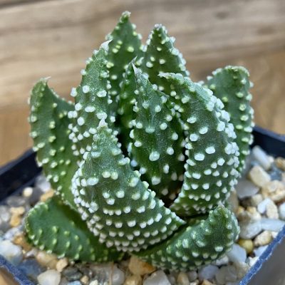 SH38125 Haworthia pumila, compact form -Japan-